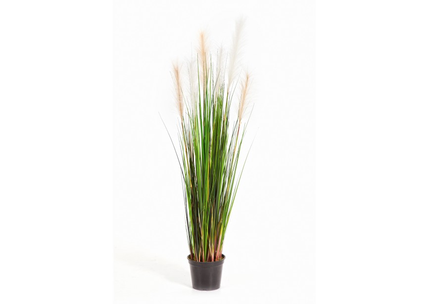 4 REED GRASS W/CREAM-BROWN H120