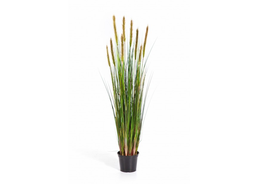 4 FOXTAIL GRASS W/GREEN FL H120