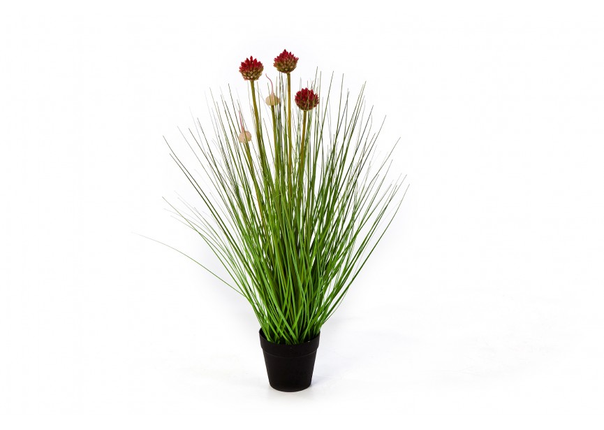 50 CM ALLIUM GRASS W/RED FL H