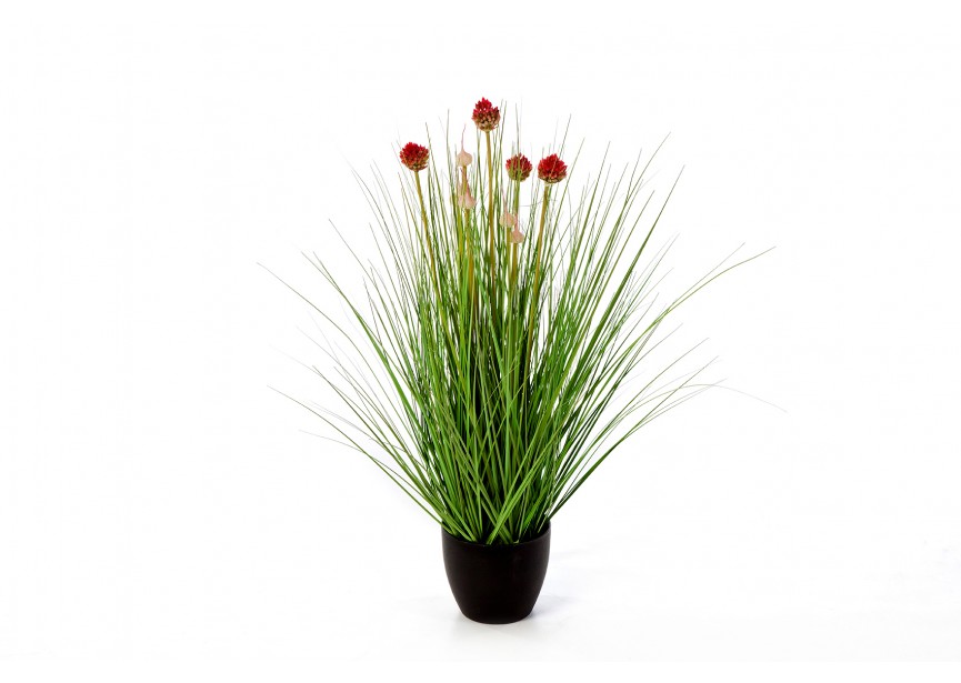 70 CM ALLIUM GRASS W/RED FL H