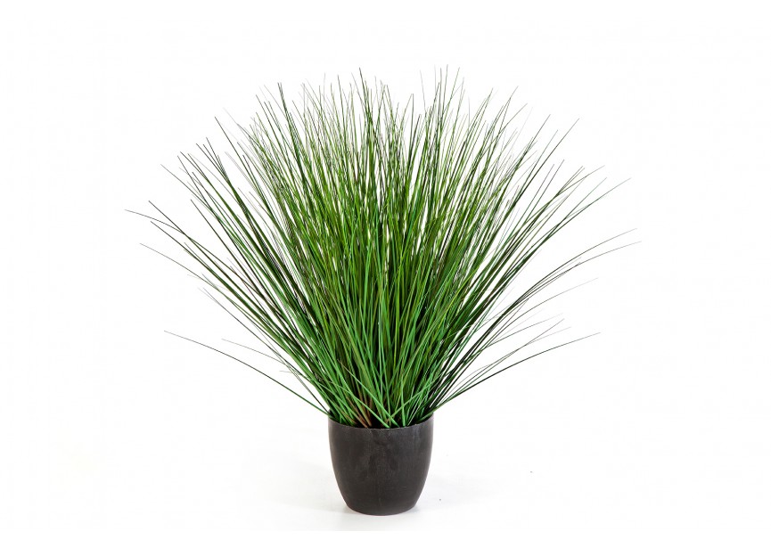 75 CM FOUNTAIN ONION GRASS H