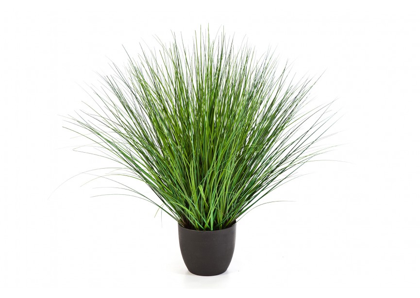 85 CM FOUNTAIN ONION GRASS H