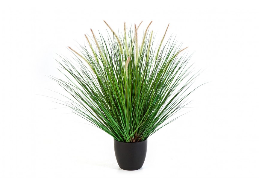 85 CM PENNISETUM WOODSIDE H