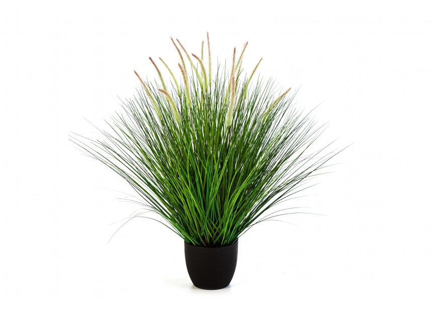 100 CM PENNISETUM WOODSIDE H