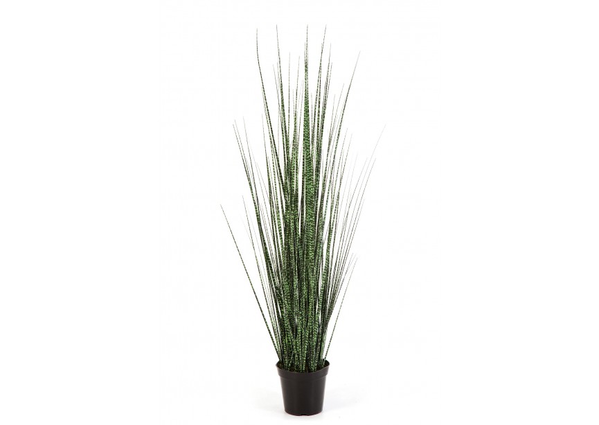 90 CM ZEBRA GRACILIS GRASS H