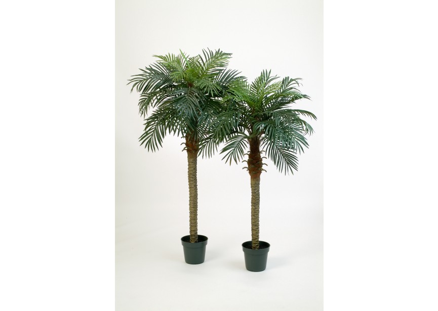 6 PHOENIX PALM W/POT H180