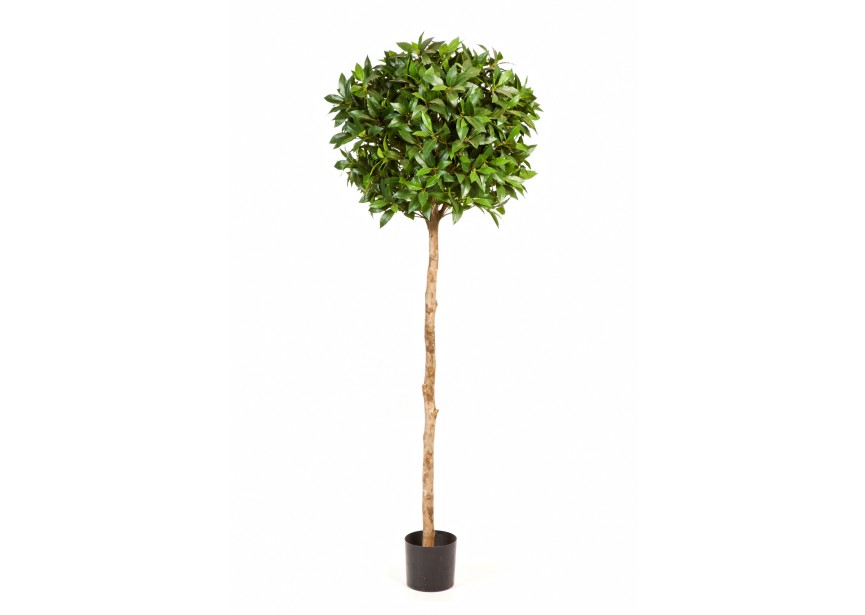 4 FR LAUREL BALL TREE DE LU H140