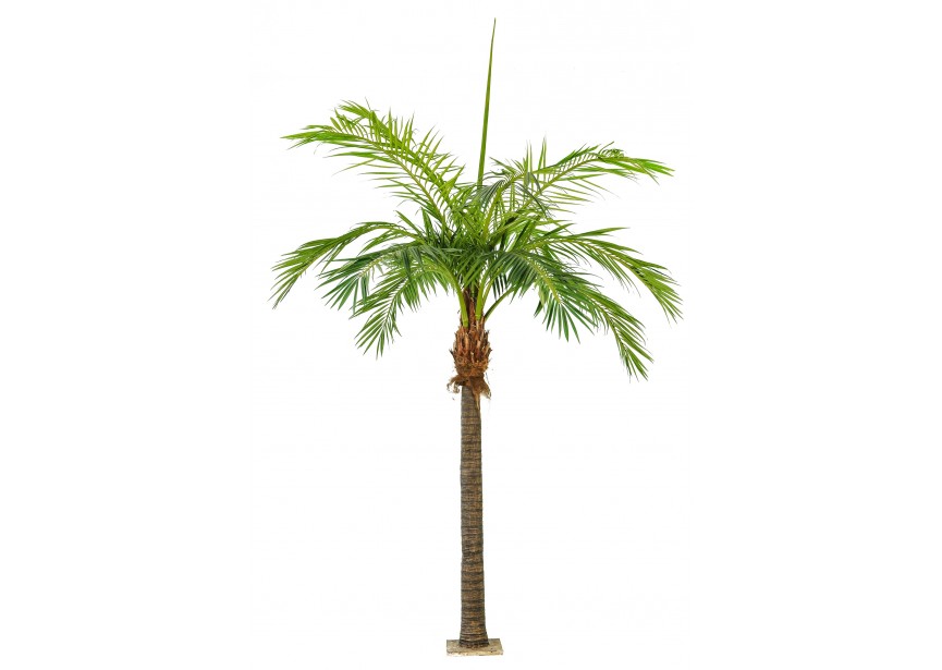 4,2 M GIANT PHOENIXPALM H420