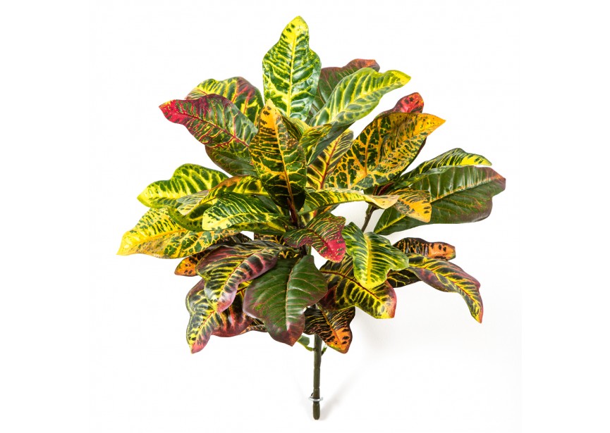 CROTON LEAF BUSH X 35 LVS H55