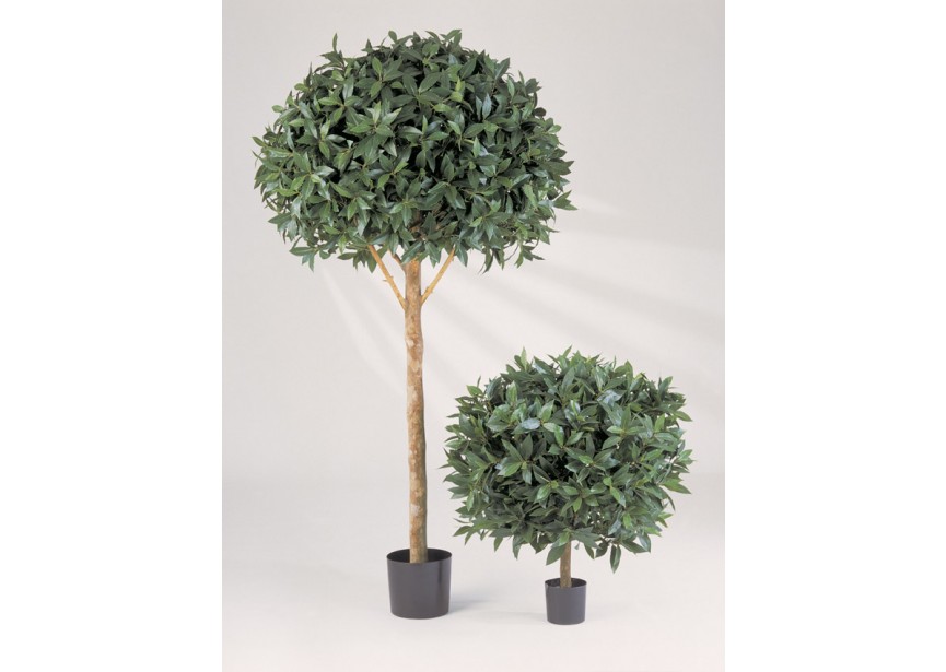 6 LAUREL BALL TREE MAXIMA H170