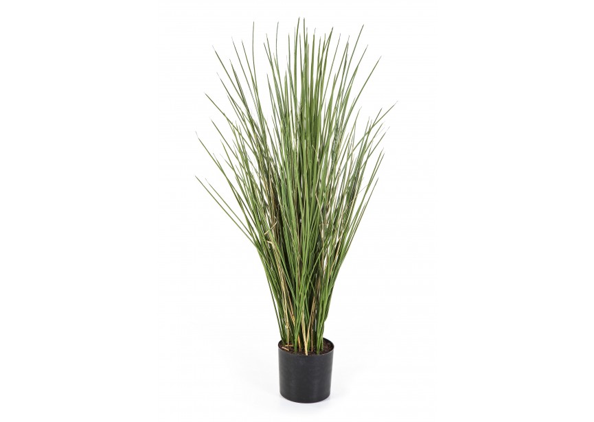 FR PL, HONEY GRASS 80 CM W/P H80