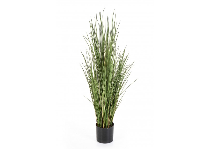 FR PL, HONEY GRASS 120 CM W/ H120