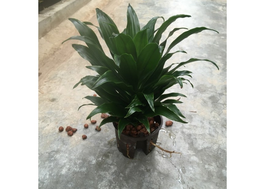 DRACAENA COMPACTA 11/9 H30