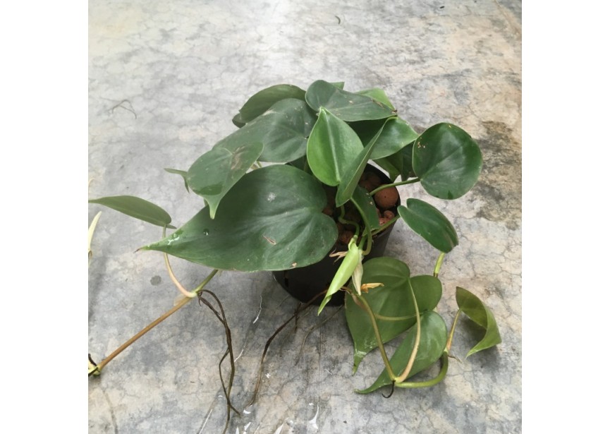 PHILODENDRON SCANDENS 11/9 H25