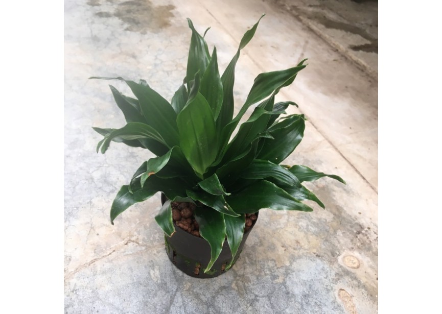 DRACAENA  COMPACTA 9/7 H15