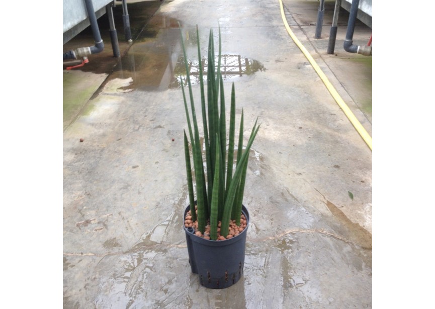 SANSEVIERIA SPIKES 18/19 H5