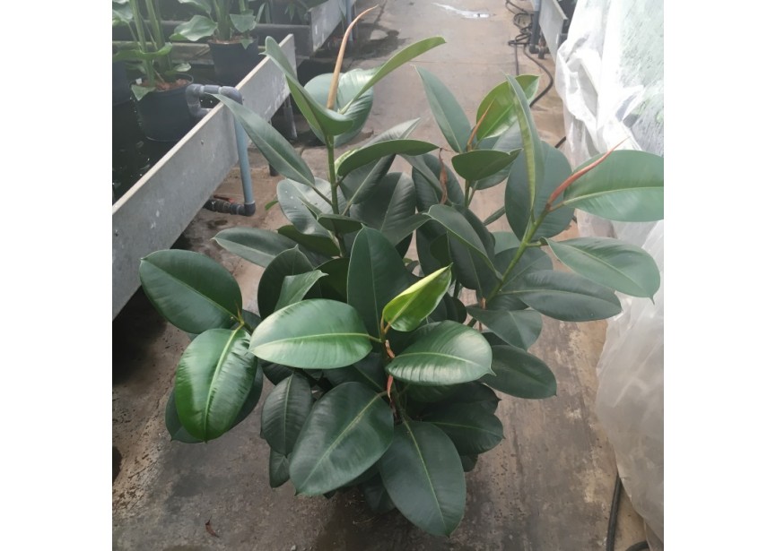 FICUS ROBUSTA BRANCHED 25/19 H70