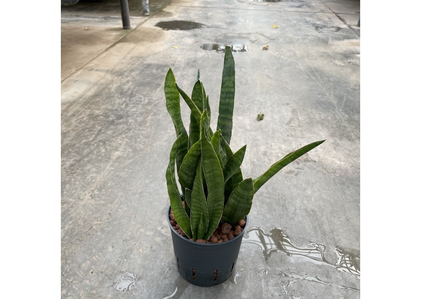 SANSEVIERIA KIRKII 13/12 H35