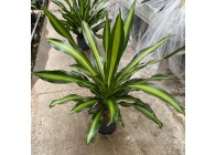 DRACAENA BURLEY 3PP 25/19 H60