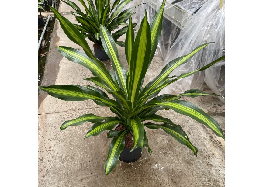 DRACAENA BURLEY 3PP 25/19 H60