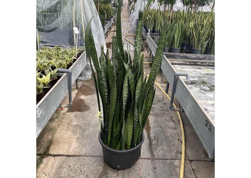 SANSEVIERIA ZEYLANICA K38/20 H130/140