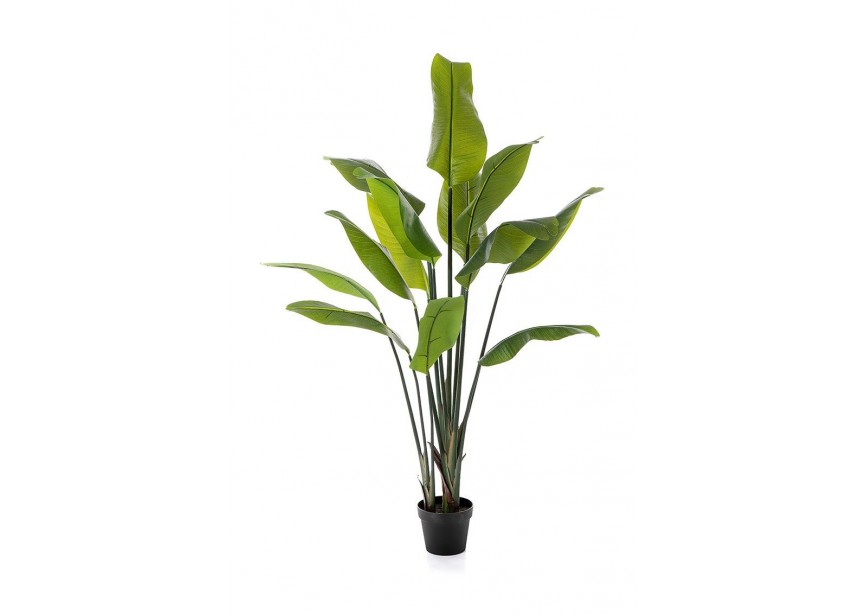 STRELITZIA TRAVELLER PALM 150CM