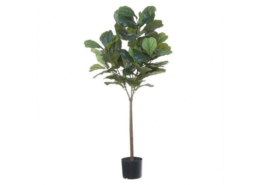 Ficus lyrata h125cm p green