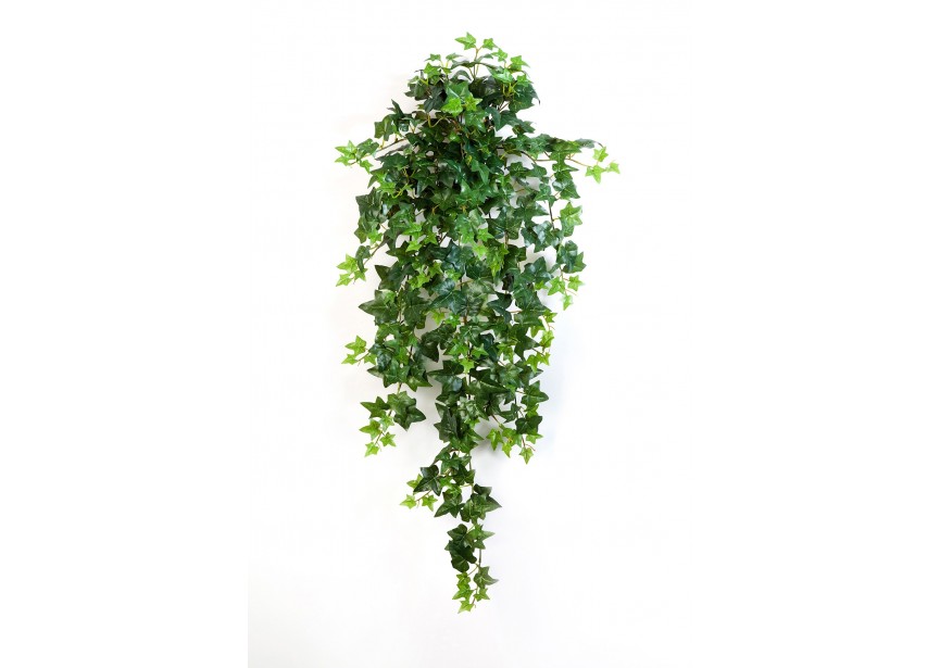 GREEN IVY HANGING BUSH X 15 H90