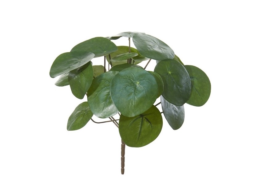 PILEA PAN CAKE PLANT 30CM GREEN