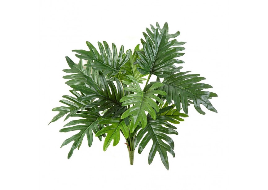 PHILODENDRON SELLOUM