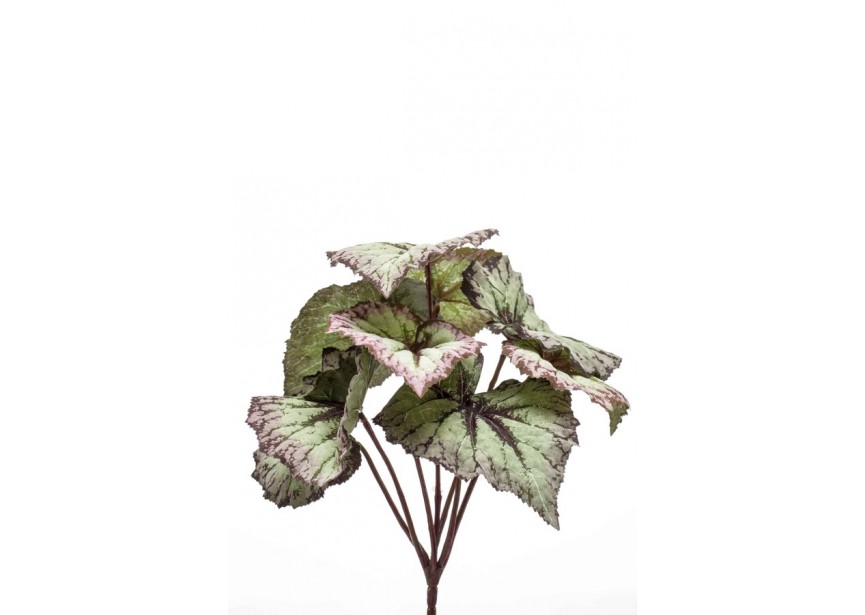 BEGONIA LEAVES BUSH 25CM GREY/PURPLE