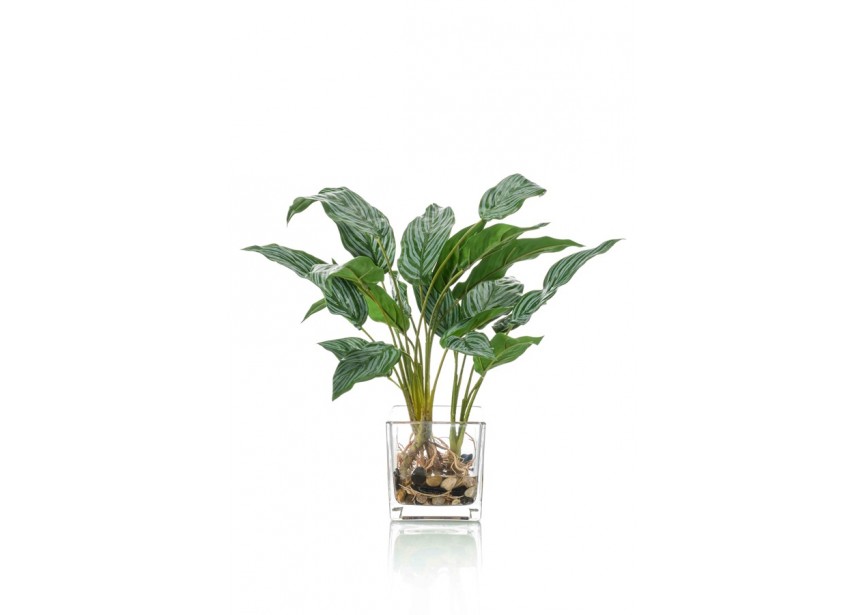 AGLAONEMA X21 45CM IN GLASS POT 12CM