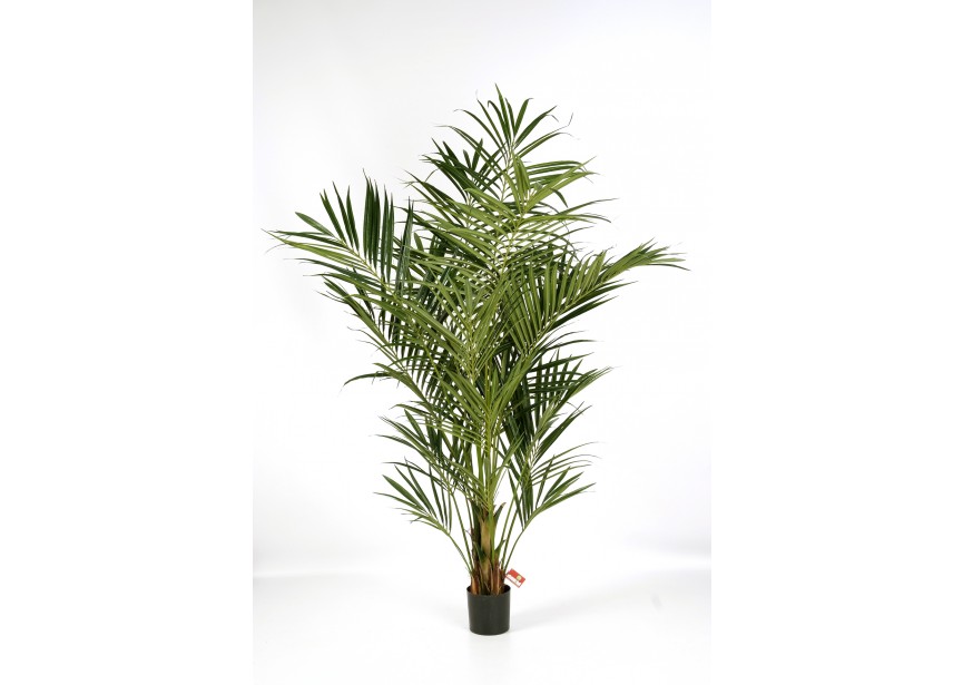 7,5 NAT, KENTIA PALM DE LUX H225