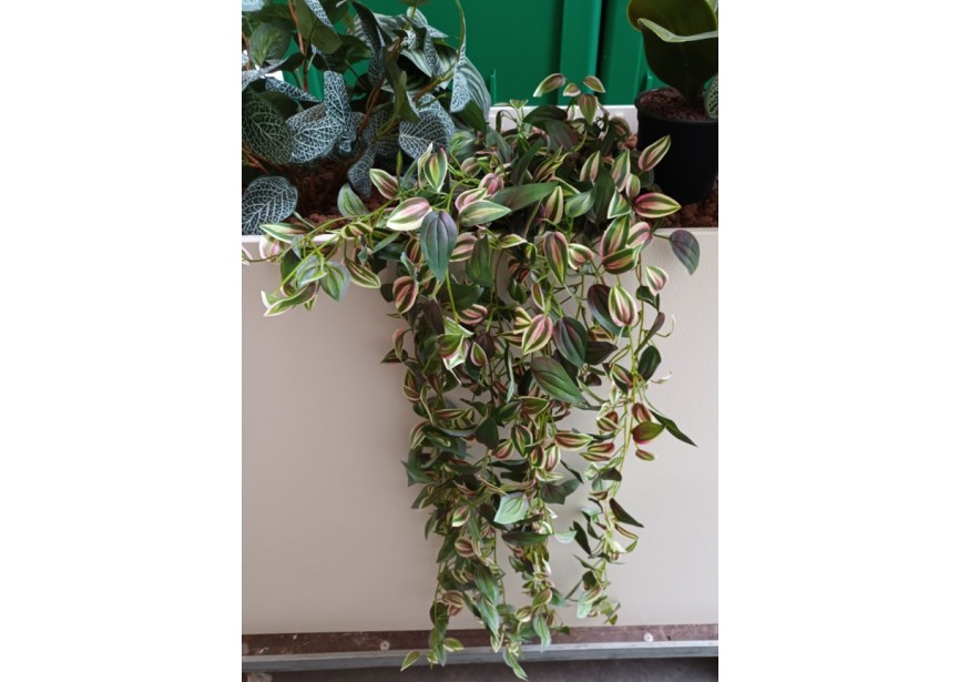 TRADESCANTIA HANGER BUSH 90CM