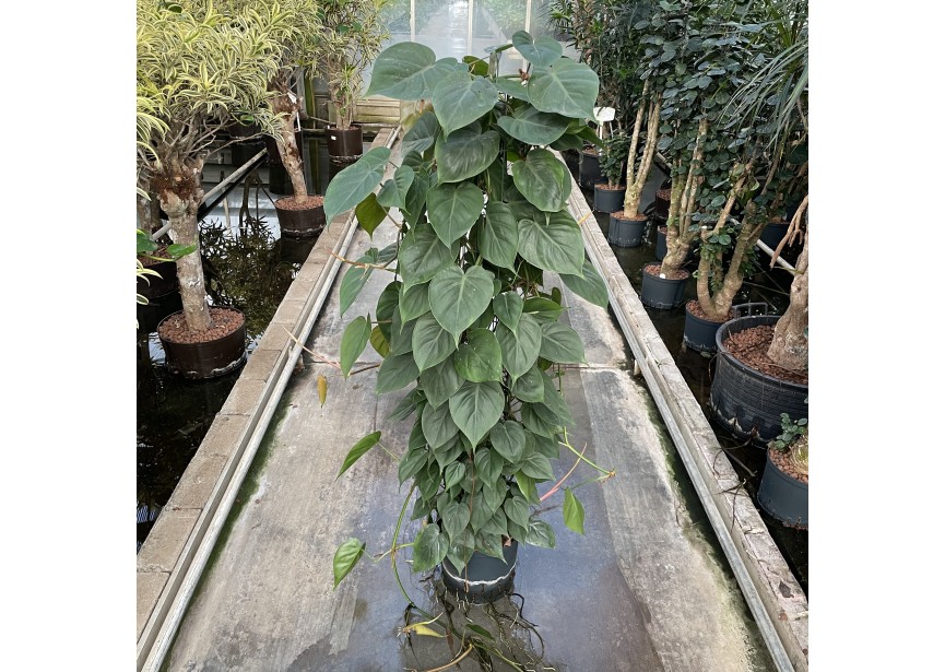PHILODENDRON SCANDENS COLONNE 22/19 H120