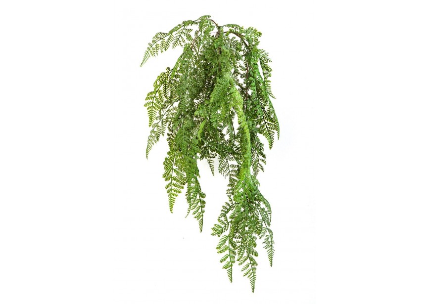 WOOD FERN HANGING BUSH H60