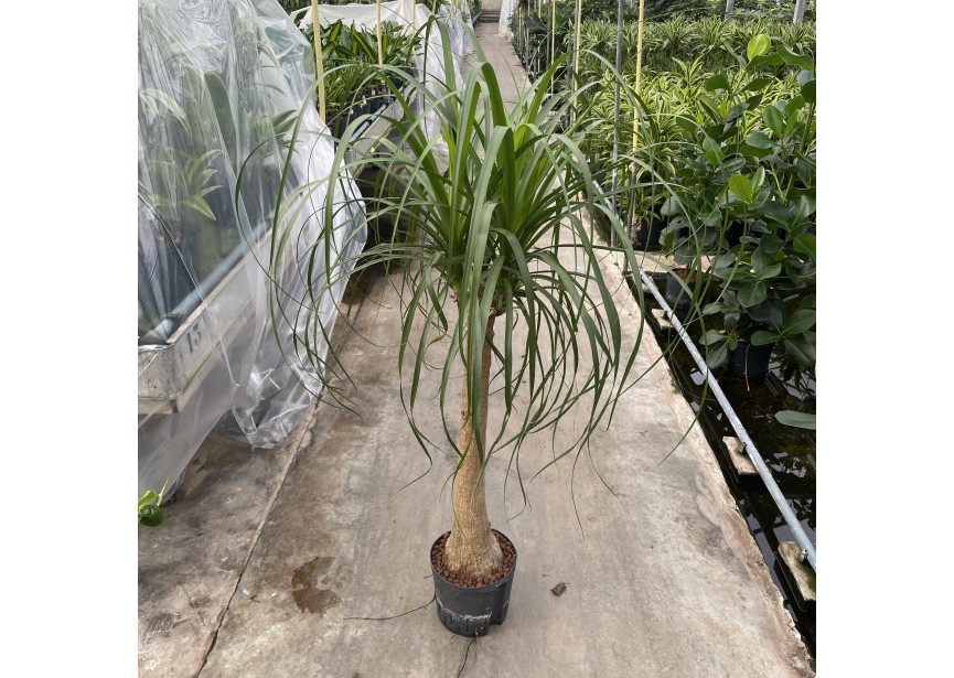 BEAUCARNEA STEM 25-22/19 H140/160