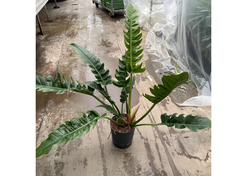 PHILODENDRON NARROW 18/19 H60