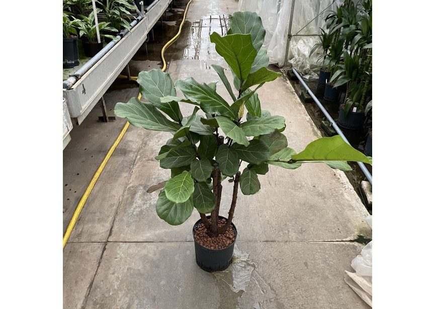 FICUS LYRATA BRANCHED 22/19 H120