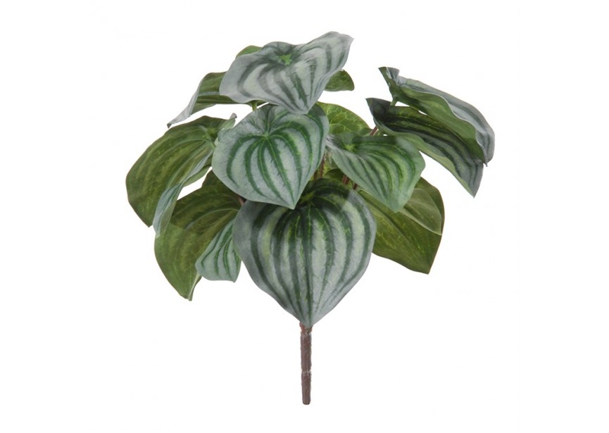 PEPEROMIA H25CM BONT