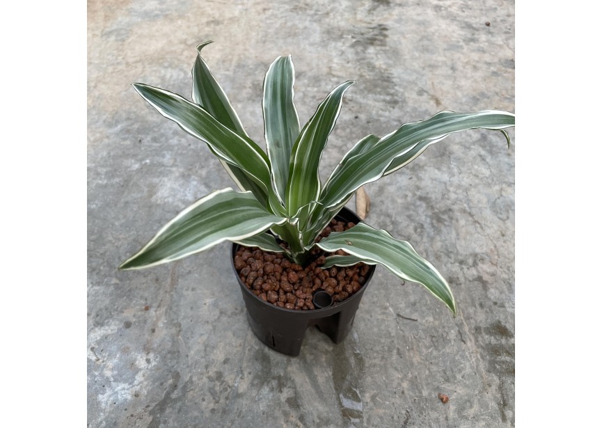 DRACAENA COMPACTA VARIEGATA 11/9 H35