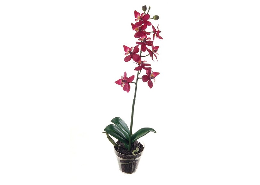 ORCHIDEE H29CM P PAARS