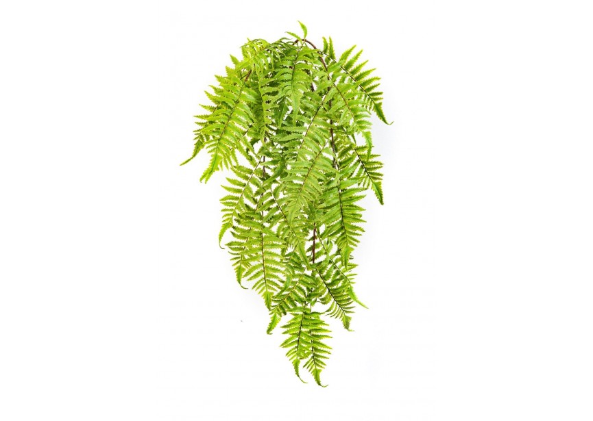 CINNAMON FERN HANGING BUSH H60