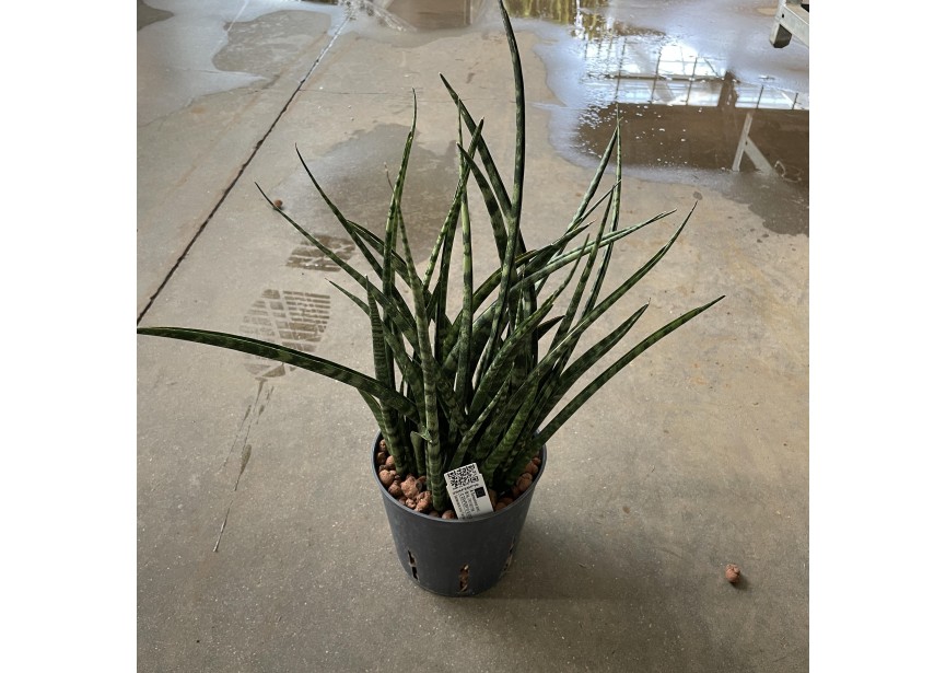 SANSEVIERIA KIRKII FERNWOOD 13/12 H35