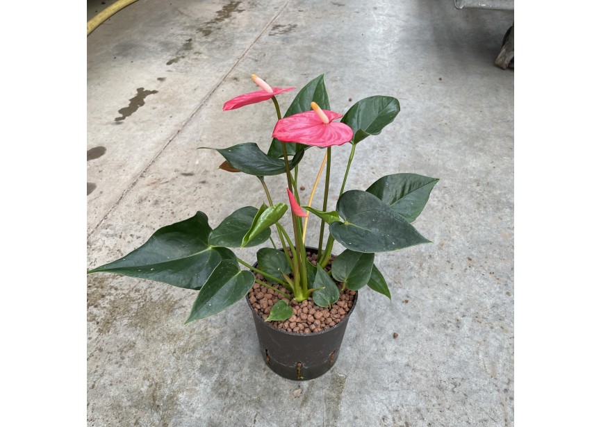 ANTHURIUM ANDREANUM PINK 13/12 H45