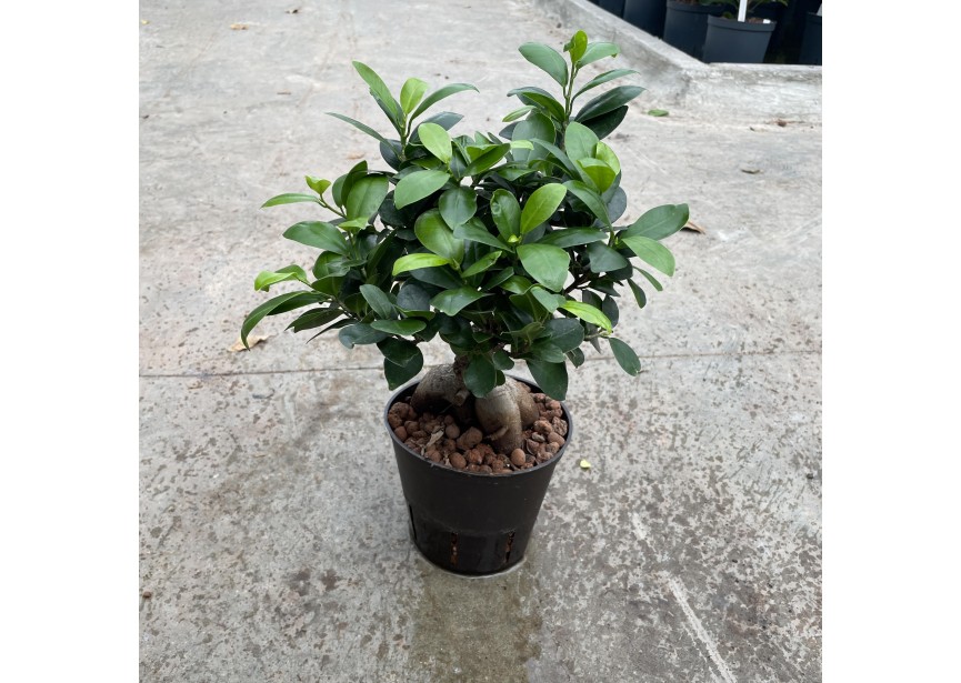 FICUS GINSENG 13/12 H30