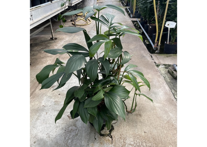 PHILODENDRON DRAGON TAIL 22/19 H50