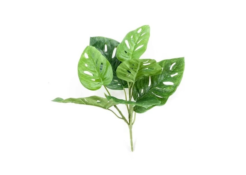 MONSTERA MONKEY BUSH 30CM GREEN