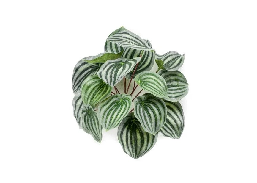 PEPEROMIA BUSH 25CM GREEN/GREY