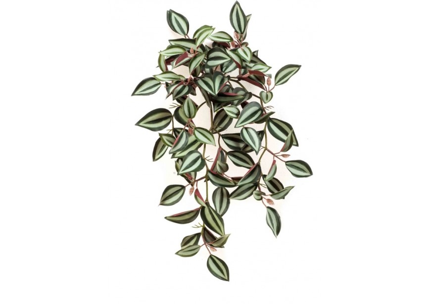 TRADESCANTIA BUSH 40CM GREEN/BURGUNDY